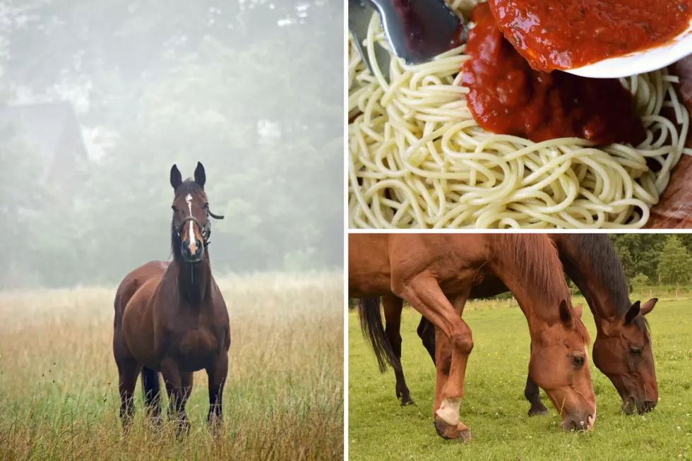 Hoof It to Gentle Spirits Horse Rescue Spaghetti Dinner