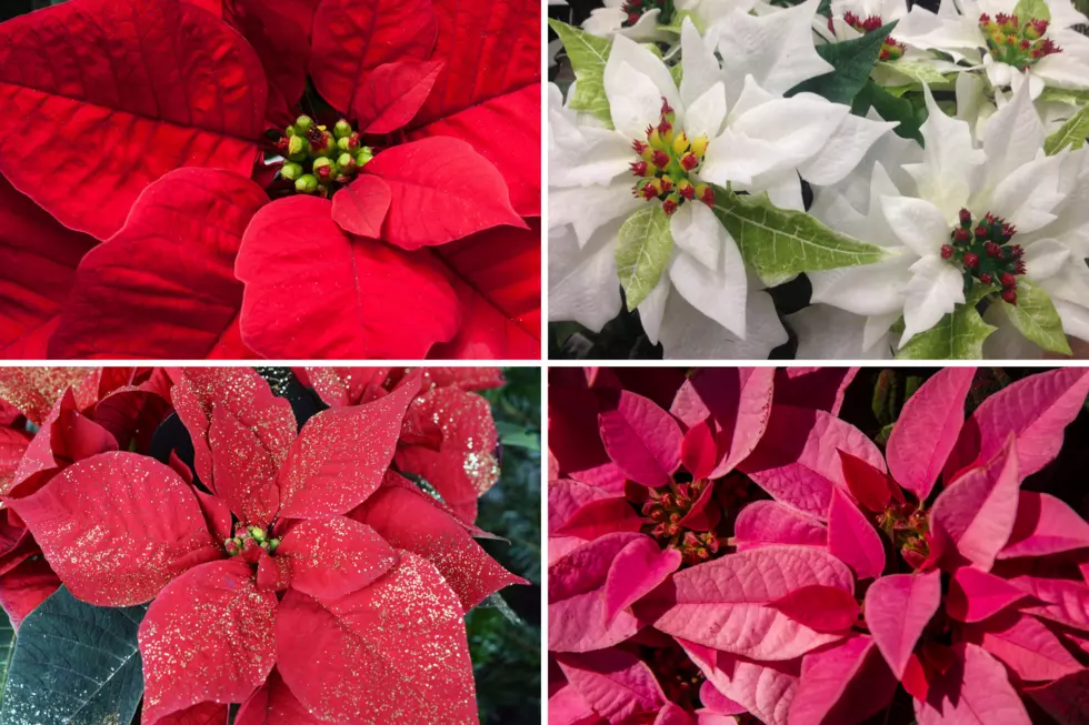 Not Too Early to Order Siouxland Protection Council Poinsettias