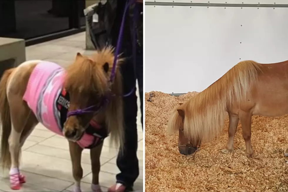 Yes, Miniature Horses on Planes Are a Thing!