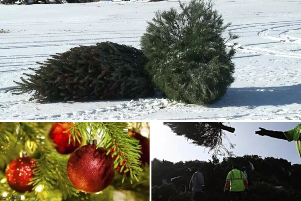 Sioux Falls Here’s How & Where To Dump Your Christmas Tree Free