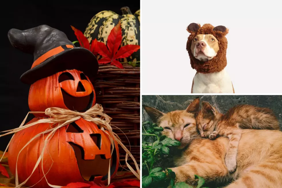 Sioux Falls Humane Society Fetching Fall Craft and Bake Sale