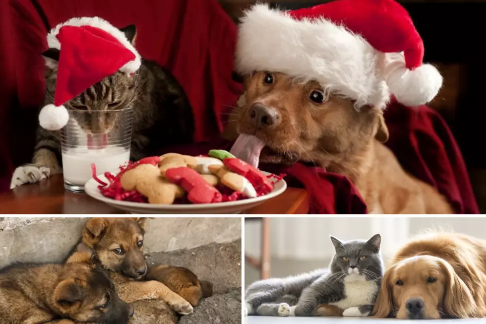 Sioux Falls Humane Society’s Tinsel and Tails Holiday Event