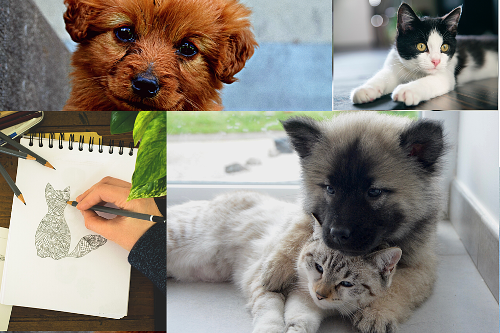 SF Humane Society's Art Contest Keeping Your Kids Busy