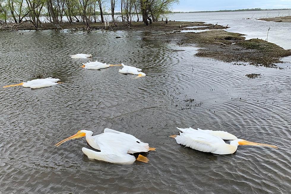 Sheriff Wants To Know Who Shot Six Pelicans In South Dakota?