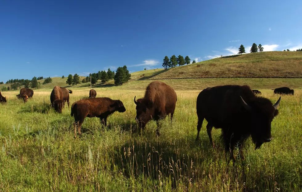 Does South Dakota Have the Most Bison in the U.S.?