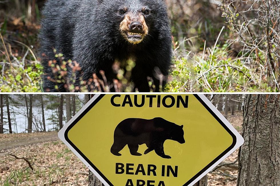 Bear Sightings on the Rise in the Black Hills
