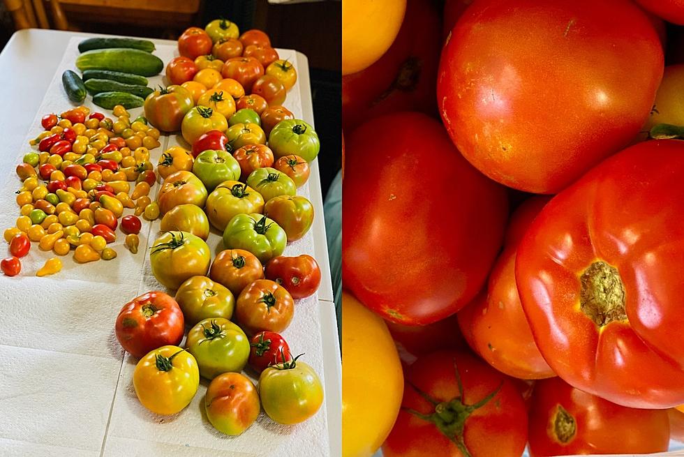 5 Different Ways To Use Your South Dakota Summer Garden Tomatoes