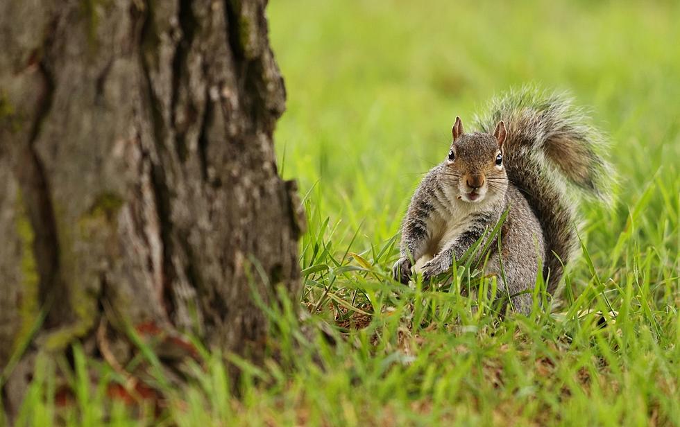This Is What Squirrels Are Predicting For Sioux Falls Area Winter