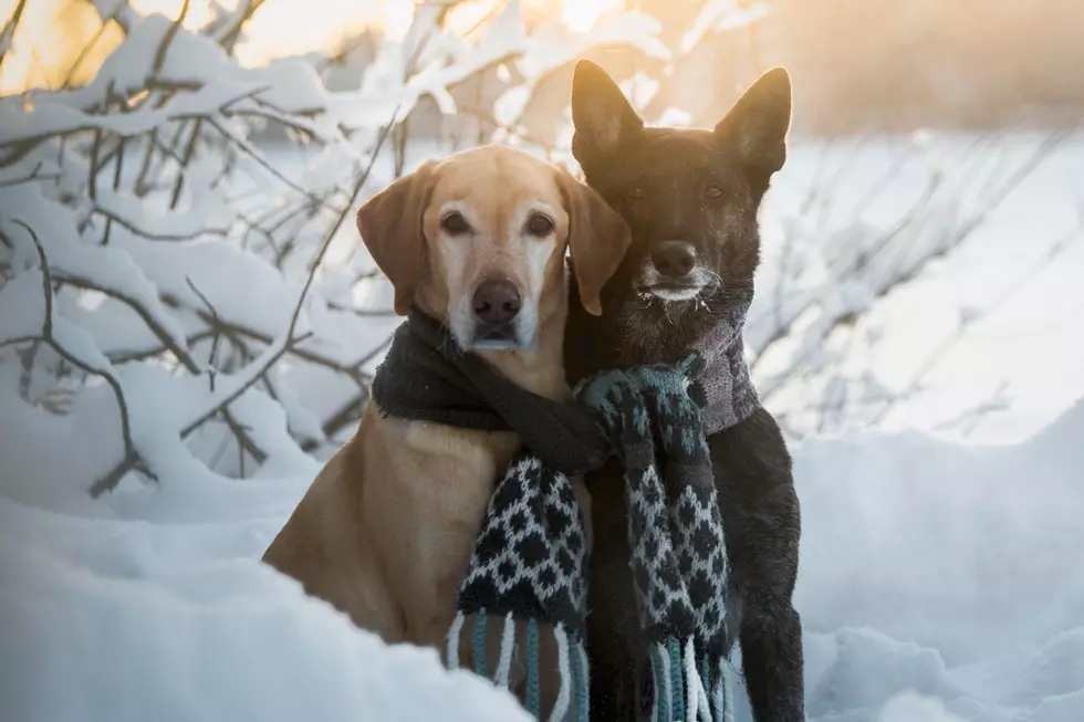 Keep Your Pets Safe from the SD Deep Freeze