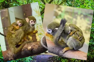 New Baby Means More Monkeying Around at Sioux Falls Great Plains Zoo