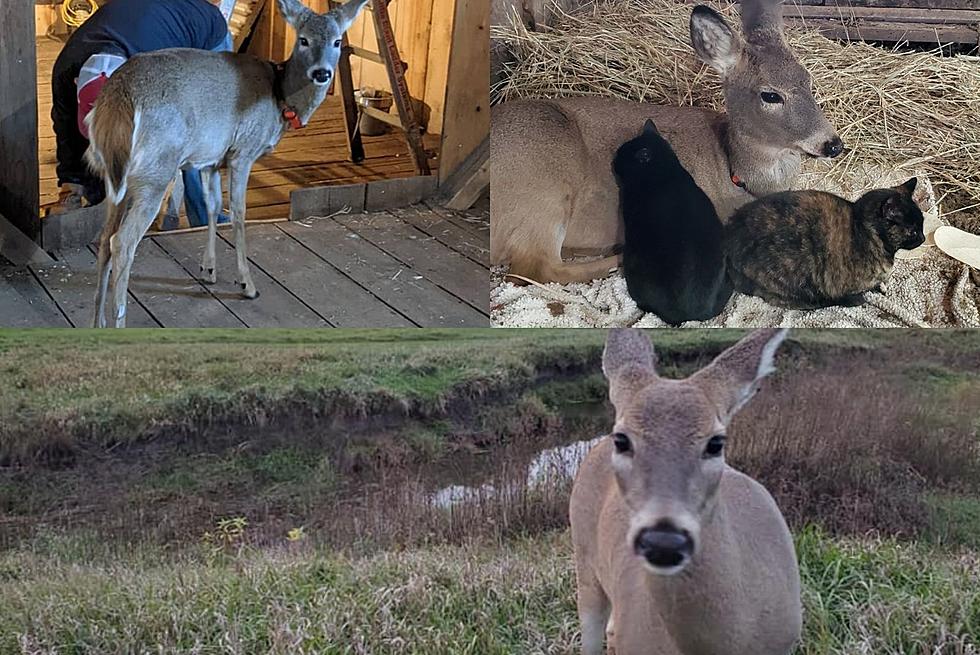 Good Earth Farm Offers $2,500 Reward For Info On Who Killed Pet Deer