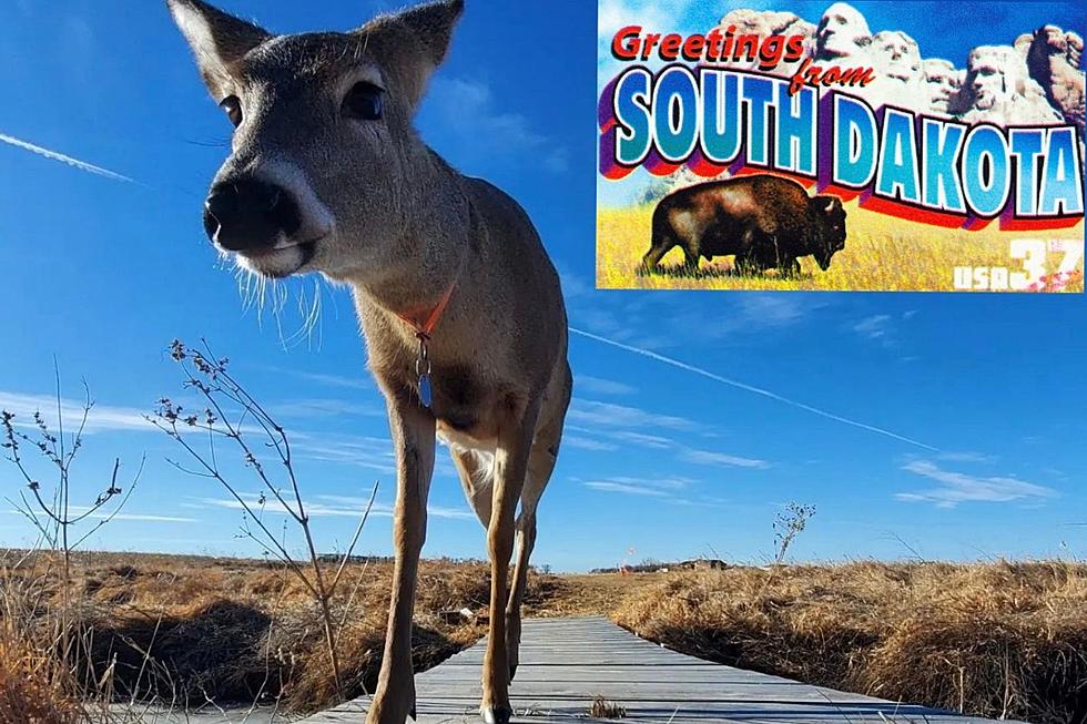 How Likely Are You To Hit A Deer In South Dakota?