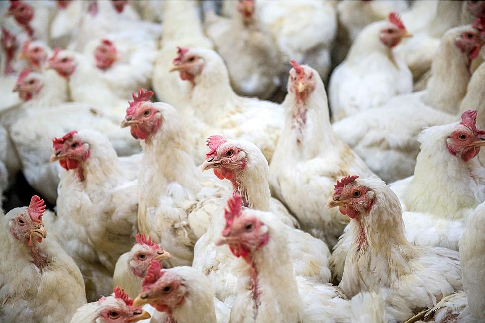 52K More Iowa Chickens and Turkeys Killed Because Of Bird Flu