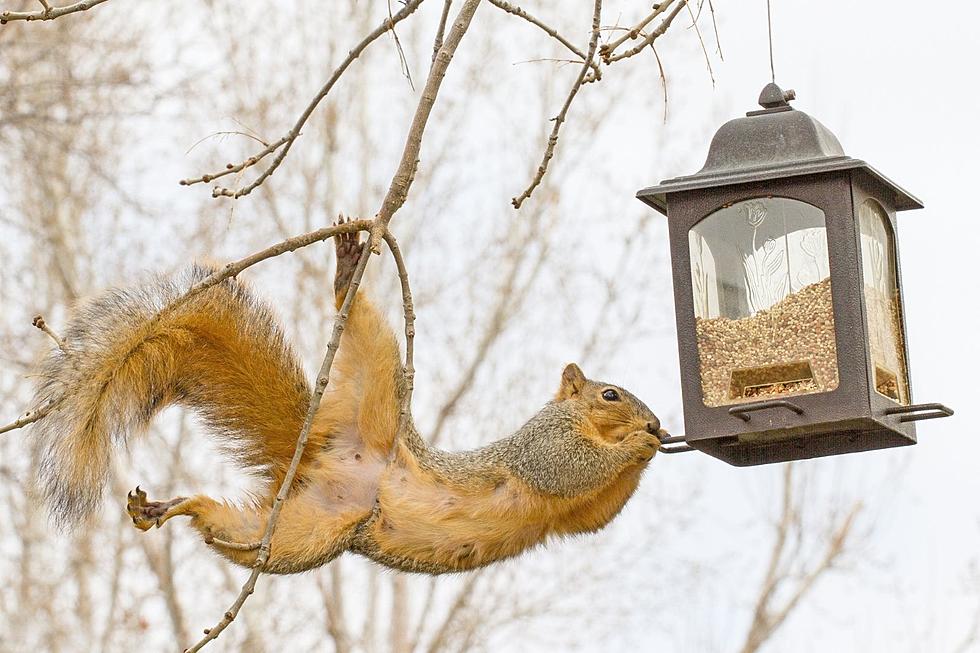 How To Eliminate Squirrels From Your Bird Feeder In South Dakota
