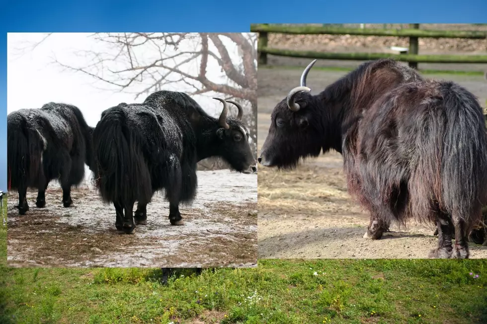 You’ll Never Guess Where These Yaks Were Running Loose