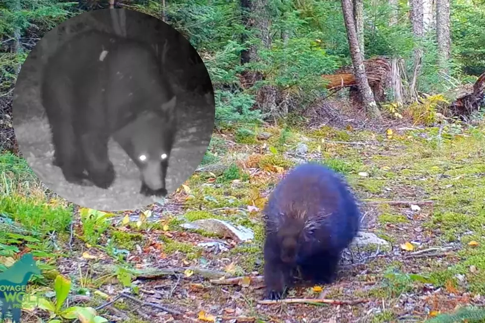 Astonishing Video Of Wild Minnesota Animals On Human Hiking Trail