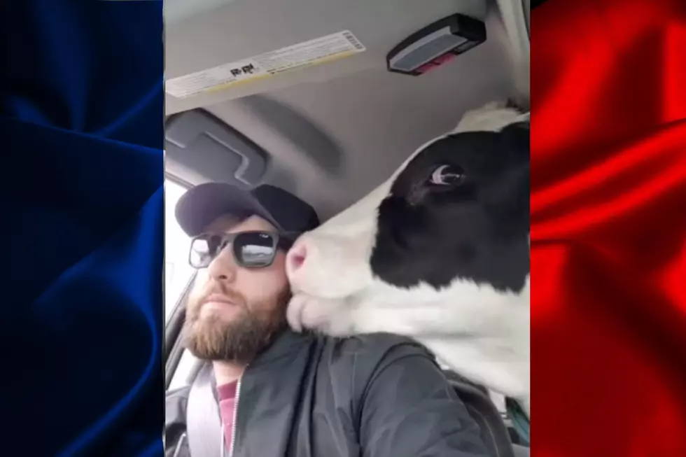 Iowa Man Orders His Cow A “Pup Cup” at Dairy Queen Drive-Thru