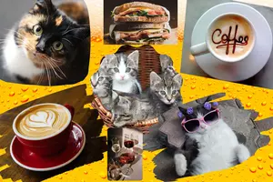 Why A Brand New Sioux Falls Cafe Is the &#8216;Cat&#8217;s Meow&#8217;!