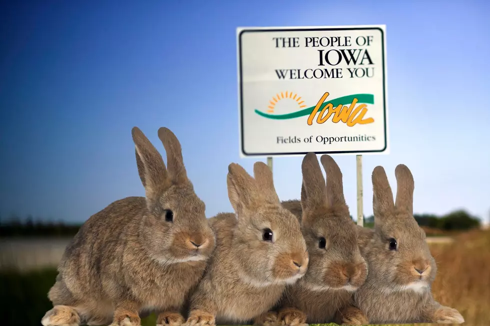 Rare Rabbit Killing Disease Detected In Iowa