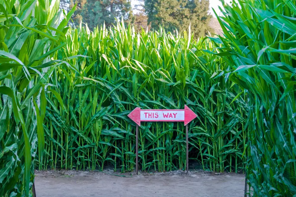 This Minnesota Town Now Has Worlds Largest Corn Maze