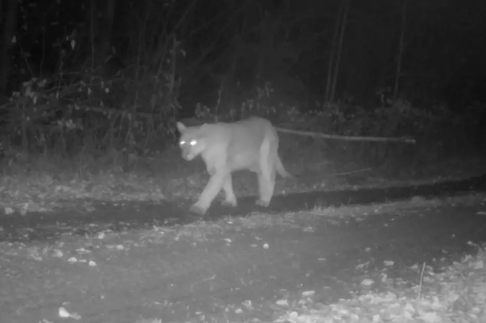 Super Rare Video Of Big Cougar Taken In Minnesota