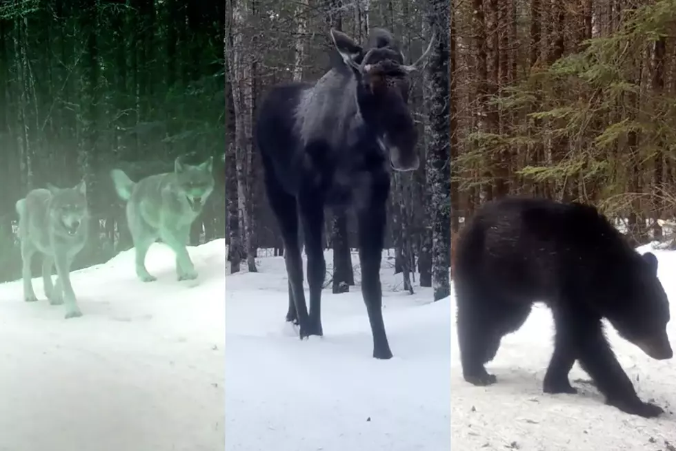 Amazing Animal Video From Remote Minnesota Snowmobile Trail