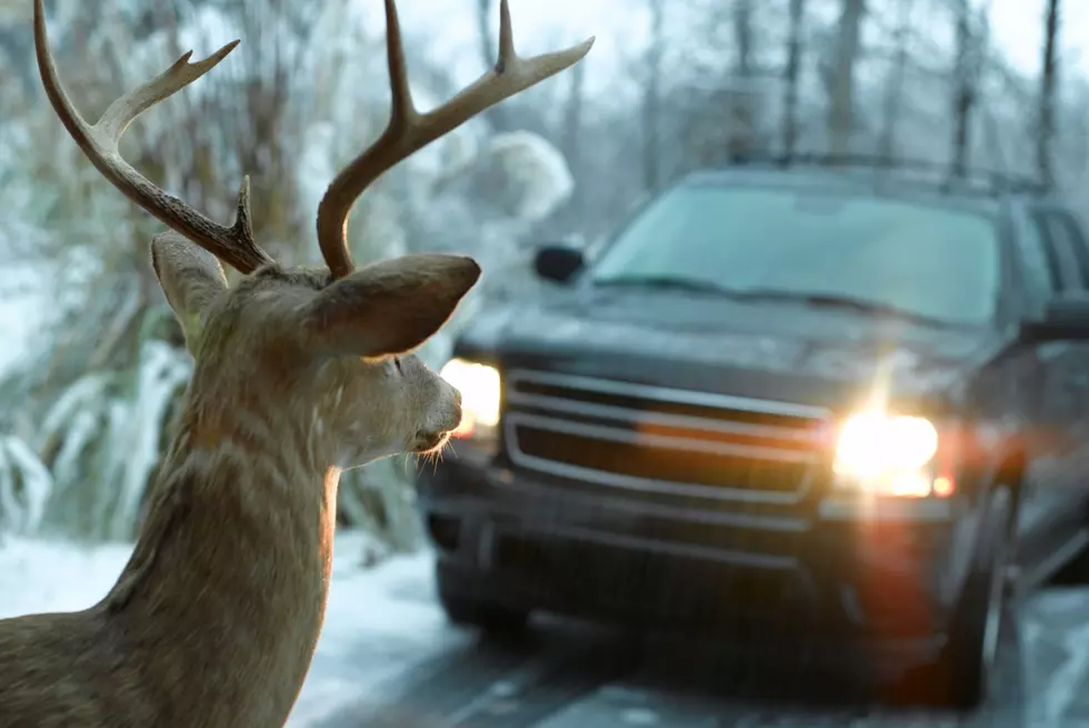 Can You Keep The Meat and Antlers Off A Roadkill Deer In Iowa?