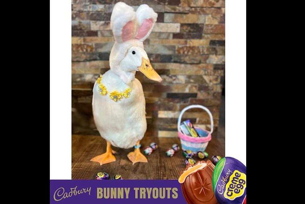 South Dakota Duck Finalist for Cadbury Bunny Contest