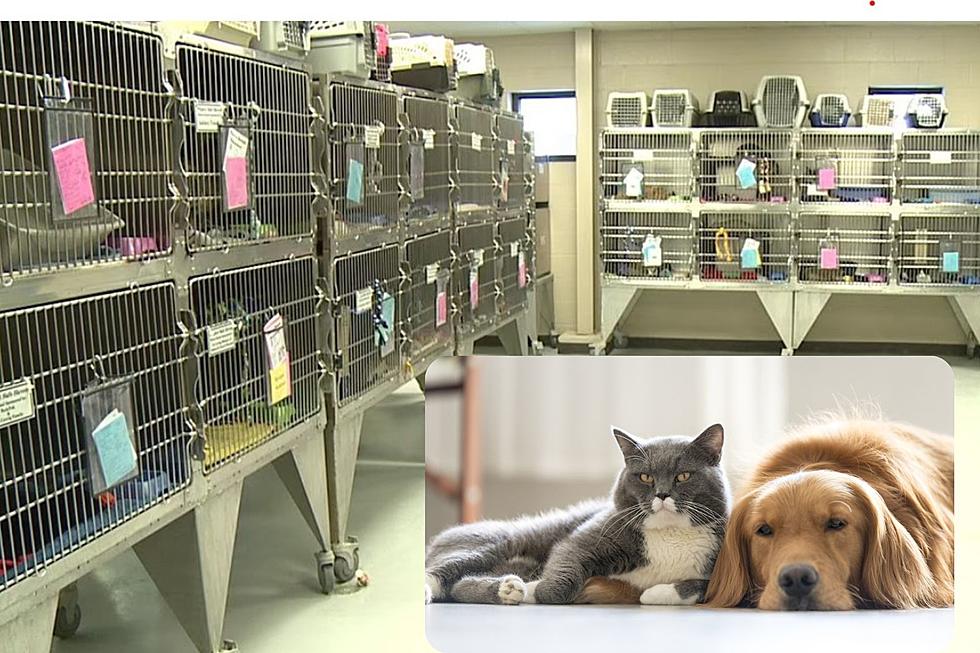 Sioux Falls Humane Society Changes Policy to Adopt Furry Friends