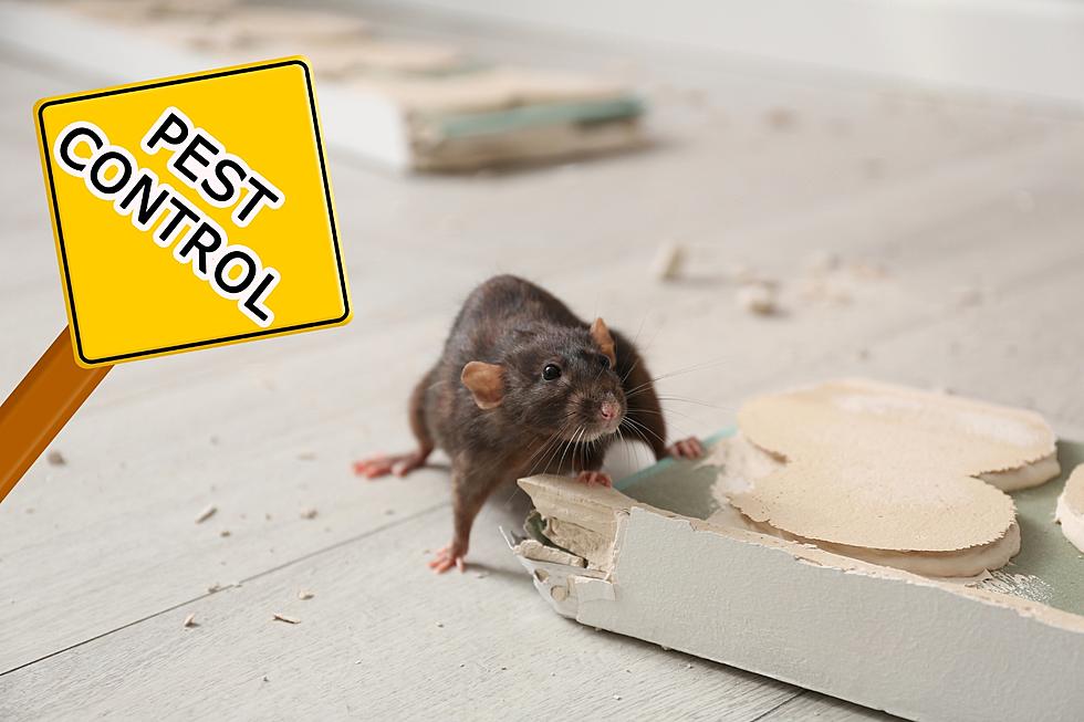 Minnesota Has One Of The ‘Top Rat Infested’ Cities In U.S.