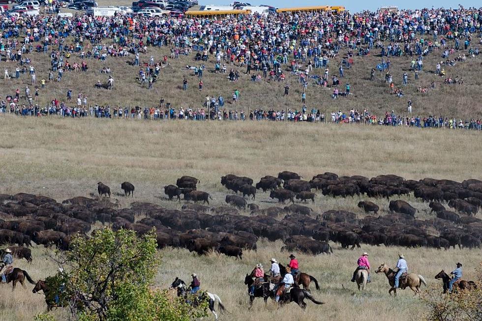 2023 Custer State Park Buffalo Roundup Sets Attendance Record [VIDEO]