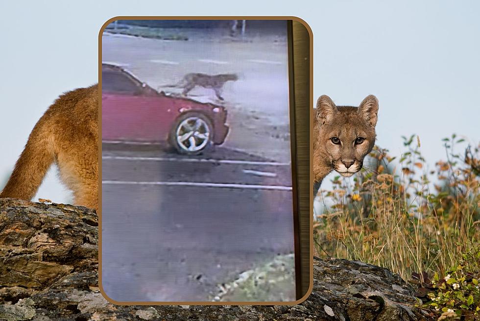 Mountain Lion Caught On Camera On Street of South Dakota Town