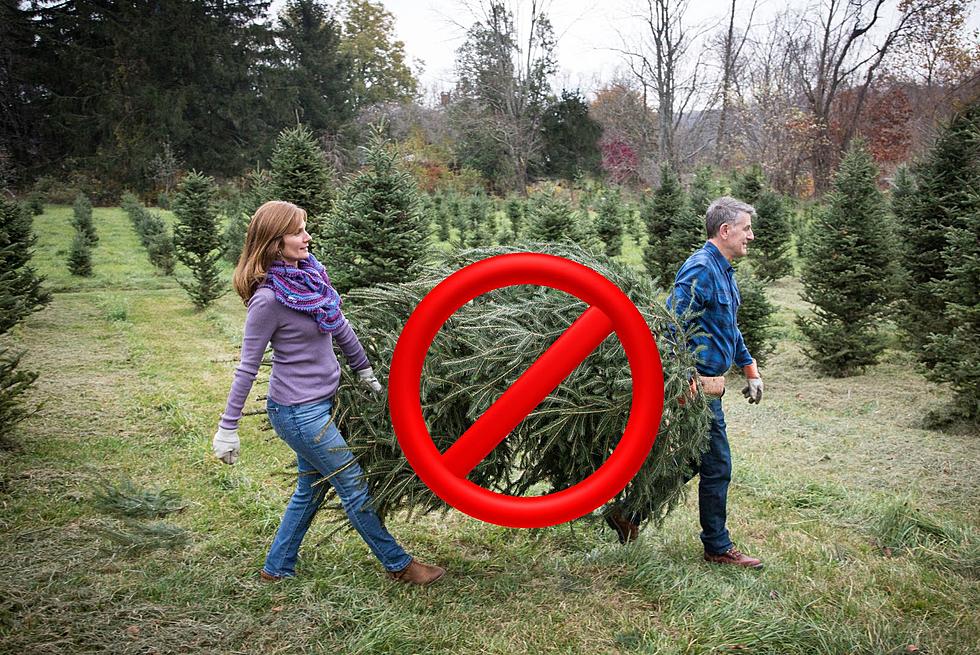 South Dakota Suffering Substantial Christmas Tree Shortage