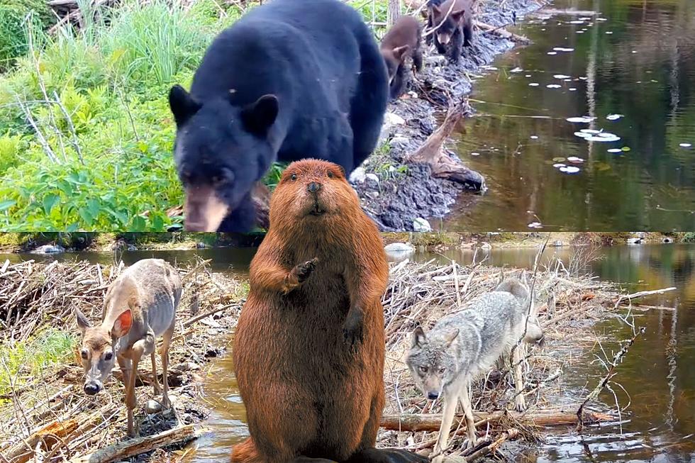 Crazy What Really Happens On Top Of A Minnesota Beaver Dam!