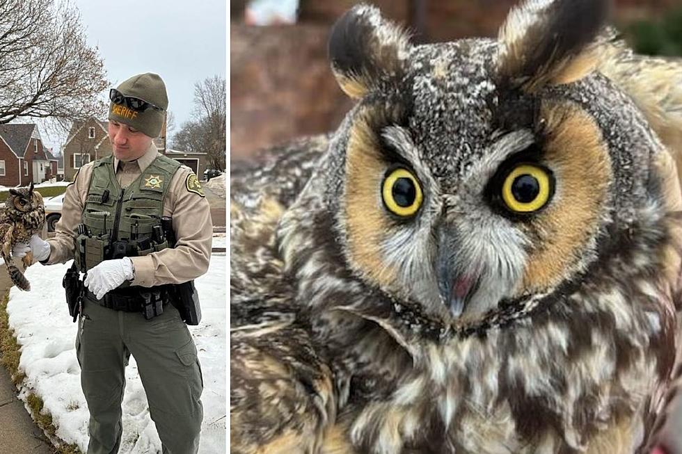 Heroic Iowa Sheriff's Deputies Save Wounded Baby Owl