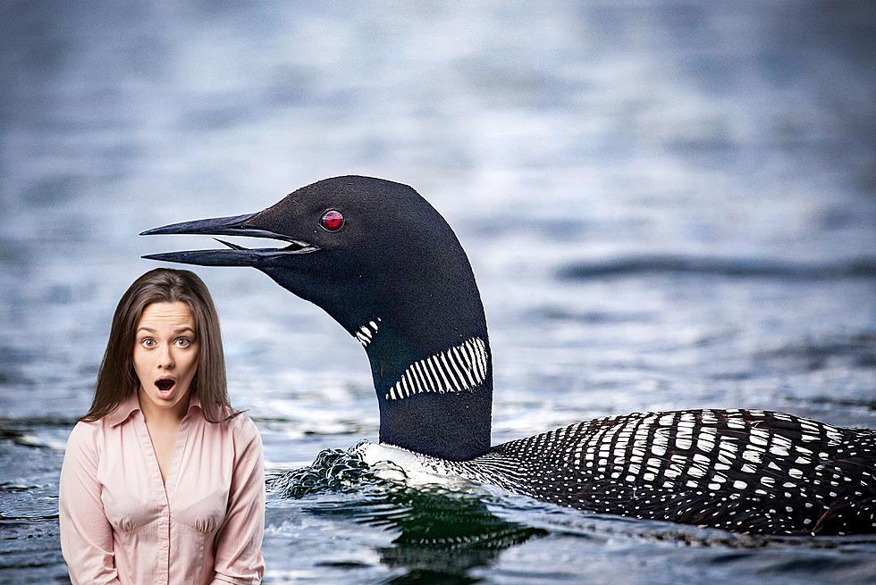 Weird Facts You Probably Didn't Know About The Minnesota Loon 