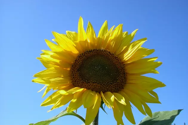 South Dakota #1 in Sunflowers &#8211; and I&#8217;m Pretty Sure I Helped