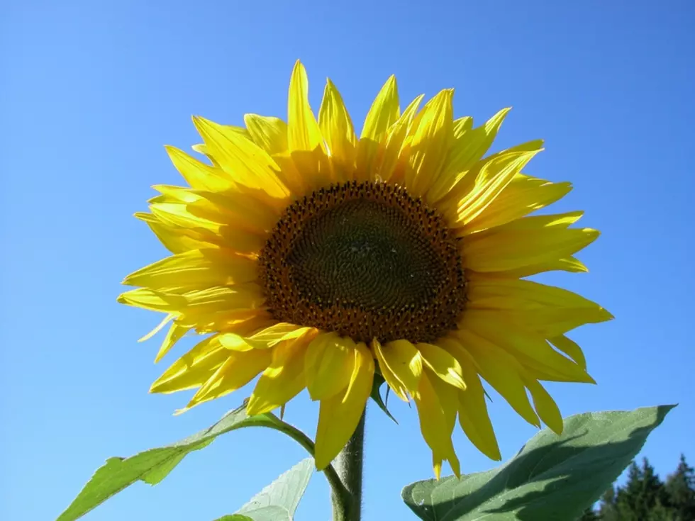 #1 in Sunflowers