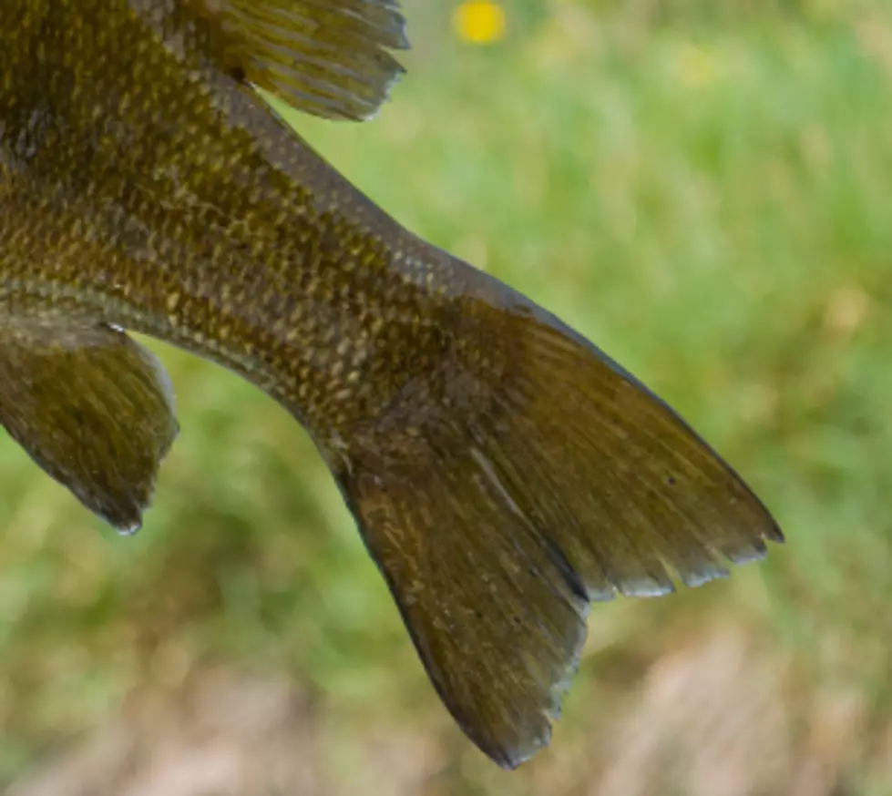New State Record for Smallmouth Bass Spearing