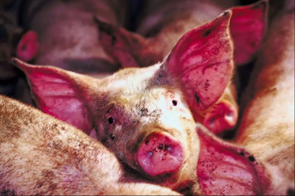 This Little Piggy Went to Market? Not So Much. Bacon Reserves at All-Time Low