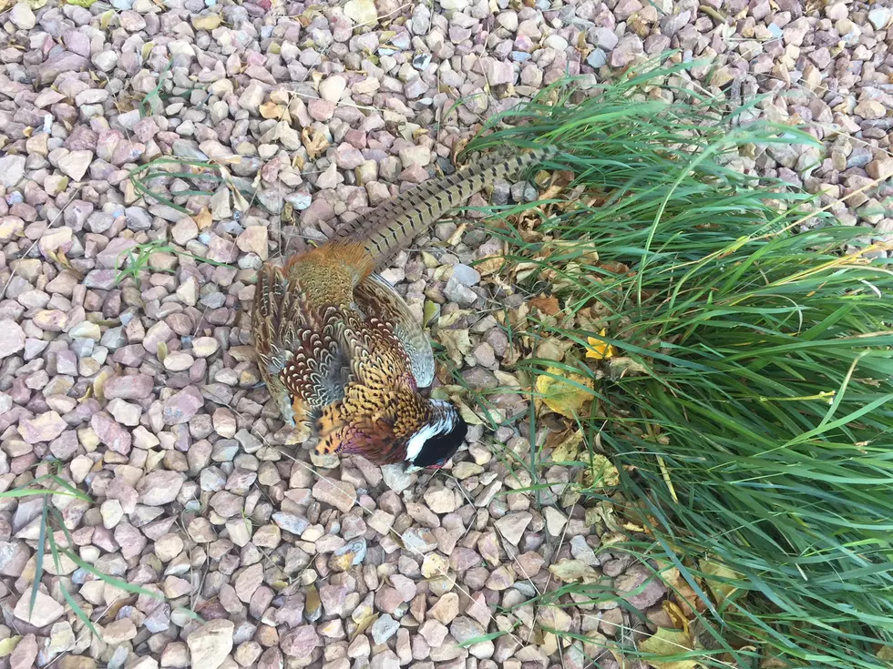 An Unexpected Pheasant Encounter