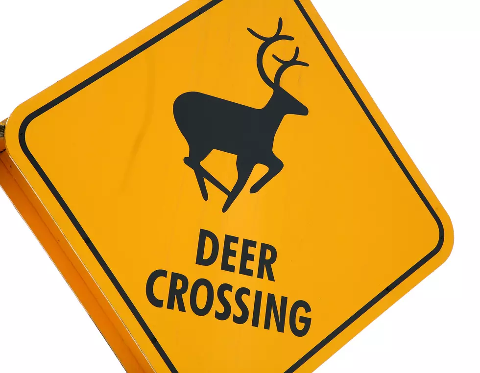 What Are the Odds of Hitting A Deer in South Dakota?