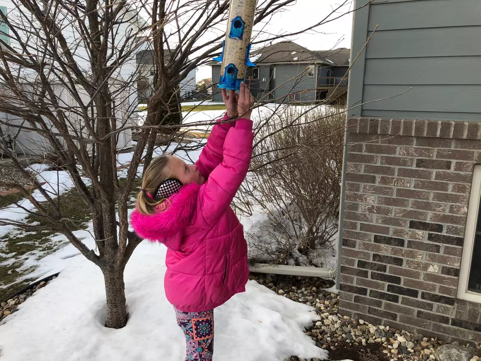 The Cold Weather is Taking a Toll on Birds. My Daughter Wanted to Help!