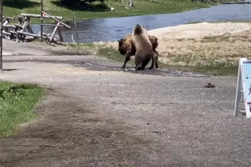 See Video of Grizzly vs Bison in Yellowstone. One Definitely Wins.