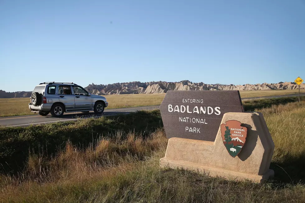 Badlands National Park Wants to Know: How Many Sheep Do You See?