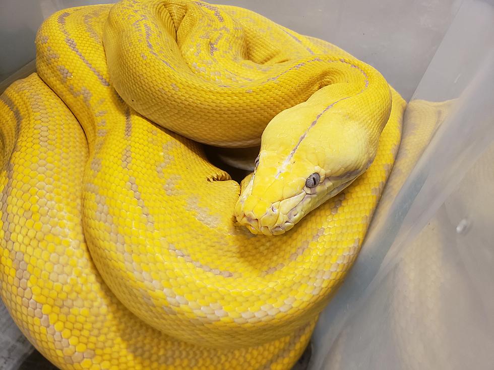 Reptile Show Slithers into Sioux Falls on 4-20