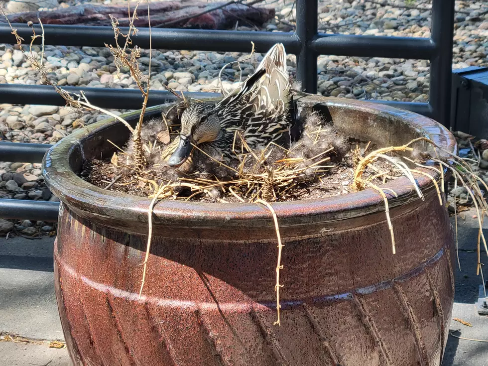 Ducks Nest on Sioux Falls Restaurant Patio