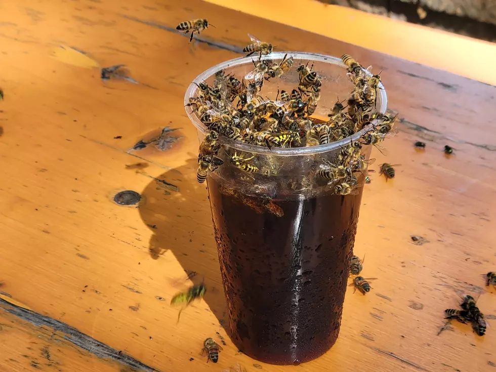 Sting Operation: Bees Swarm Into Minnesota Brewery