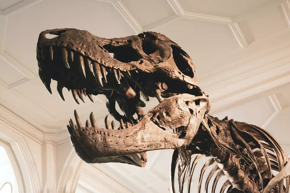 T. Rex Skull Found in South Dakota Going Up for Auction