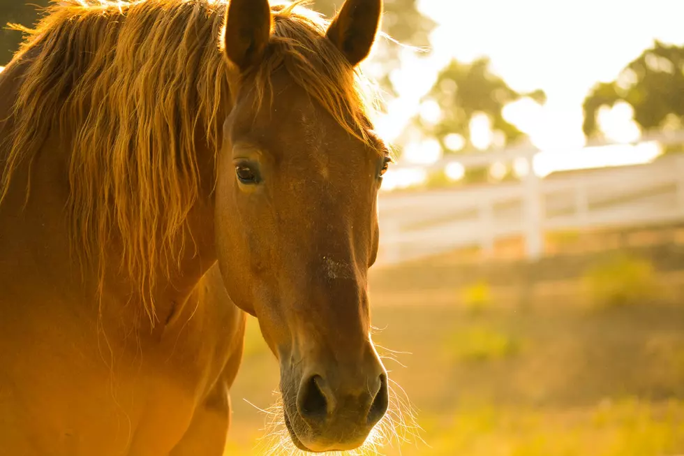 Iowa and South Dakota Are Among Leading States for Quarter Horses